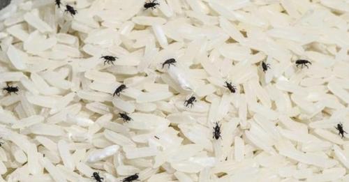 رئيس بلدية الرصيفة: هذه آخر تطورات شحنة الأرز الفاسد