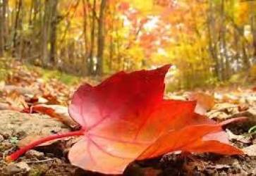 طقس خريفي معتدل حتى السبت