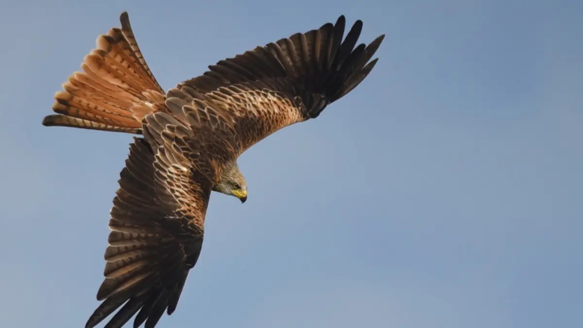 لماذا تستعين إسرائيل بالصقور؟