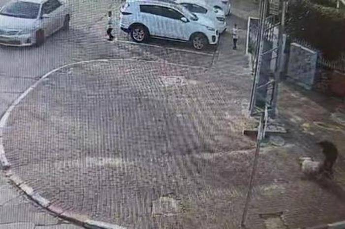 طعن سيدة فلسطينية حامل أمام أعين الأطفال في مدينة اللد المحتلة.. فيديو