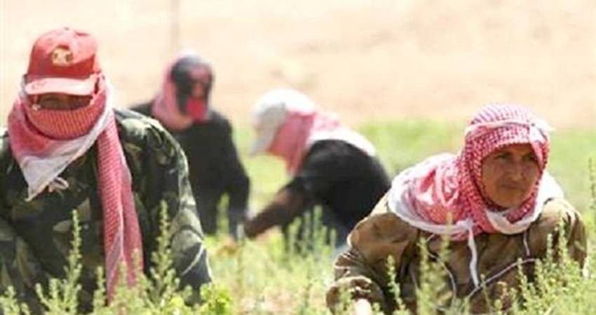 مدير عام اتحاد المزارعين العوران: مزارعنا لا يصدر للاحتلال وغير مطبع