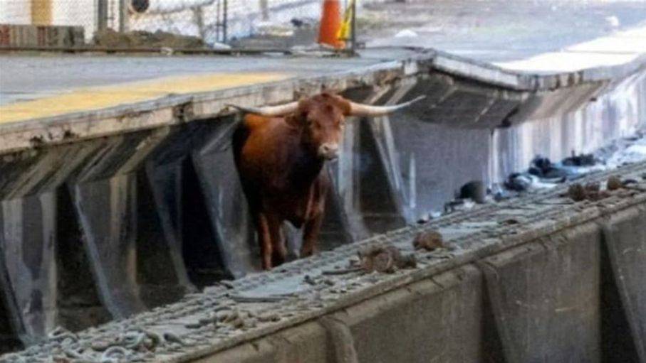 ثور هائج يعرقل حركة القطارات في أمريكا