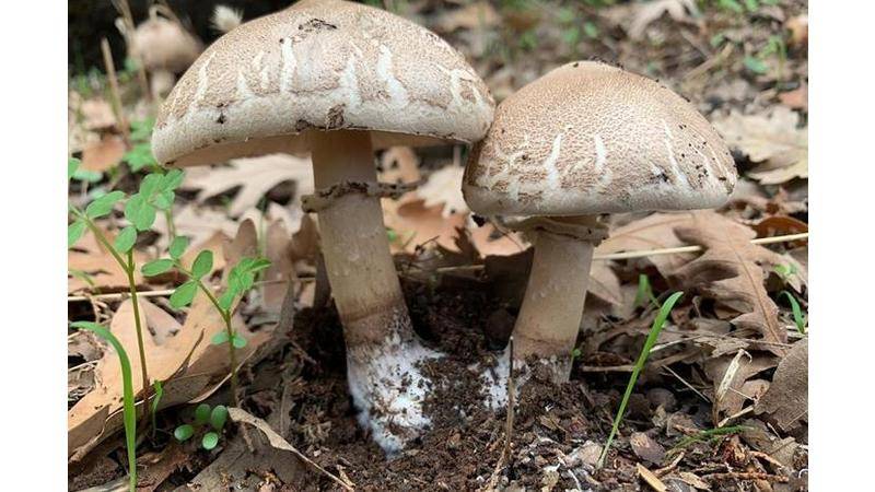 توضيح من الصحة بشأن حالات التسمم بالفطر البري