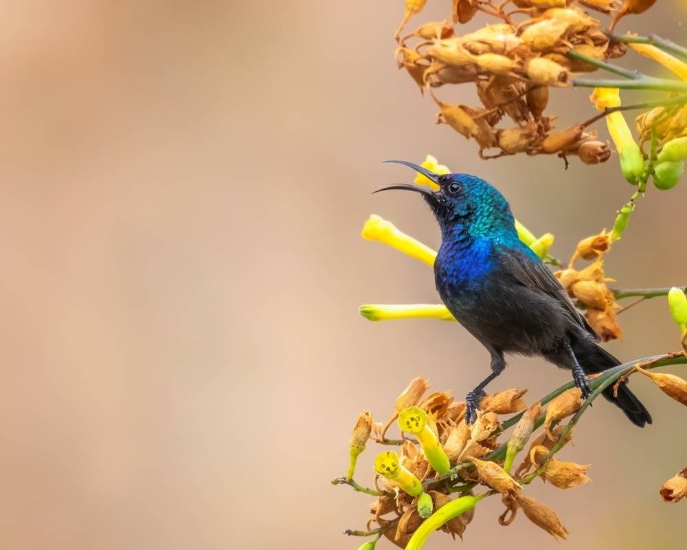 طائر الشمس الفلسطيني.. رمز وطني حاولت إسرائيل سرقته ولم تفلح