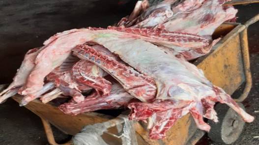 أمانة عمّان: إتلاف 100 كغم من اللحوم غير الصالحة للاستهلاك البشري