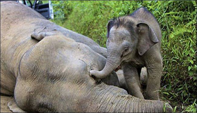 شاهد فيديو حقق 1.2 مليون مشاهدة.. قصة غريبة وراء اللحظة الرائعة بين صغير الفيل وأمه