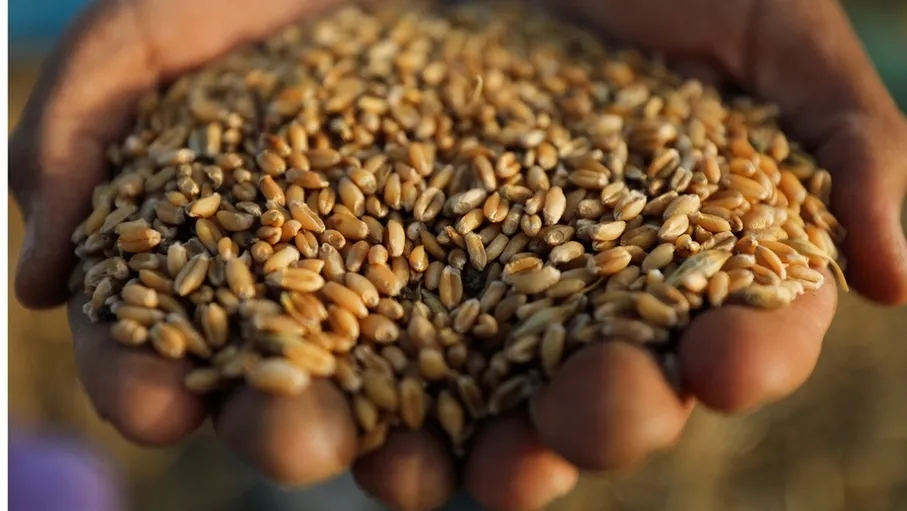 الحكومة تشتري 120 ألف طن قمح الأربعاء المقبل