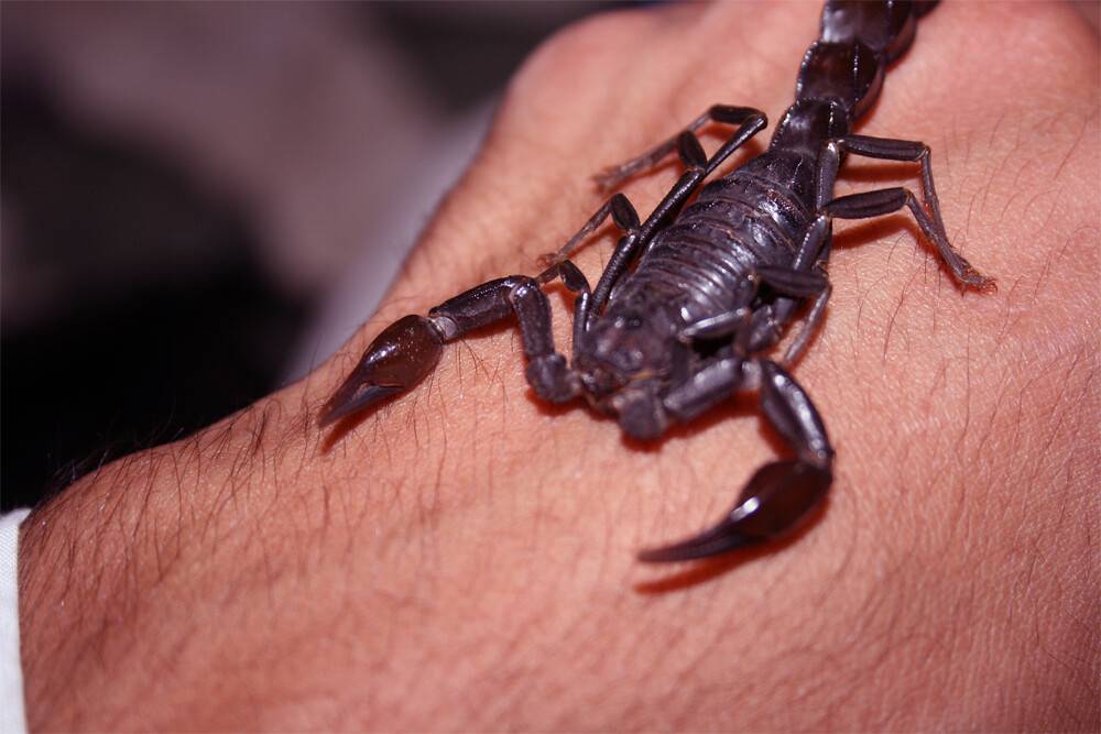 عقرب يلدغ شابا بالمربعانية في جرش