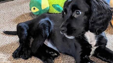 كلبة ب6 قوائم تصبح ب4! (صور)