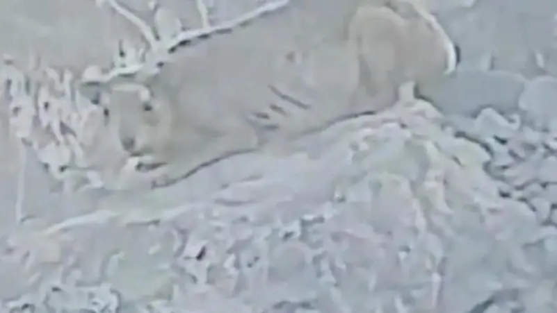 حيوان غريب يظهر في جبال مكة