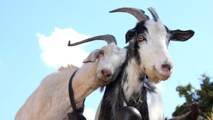 اكتشاف مُذهل: الماعز تفهم المشاعر البشرية وتميز بين السعادة والغضب