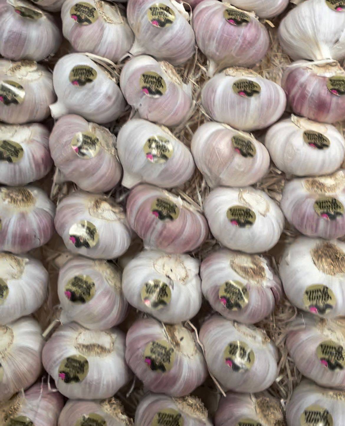 الخبير العتال يحمل وزارة الزراعة مسؤلية اثار ازمة الثوم في الأسواق ويوضح الحقيقة الغائبة..