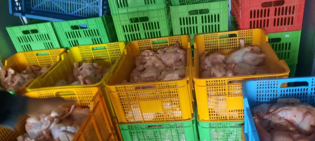 الغذاء والدواء: إتلاف 600 كيلو غرام من الدواجن المخالفة