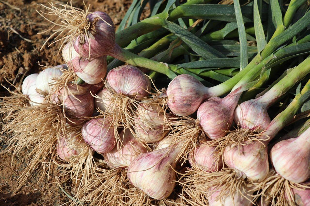  العتال  يفند تصريحات صحفية ويؤكد بأنه لا ازمة لمادة الثوم في الاسواق..