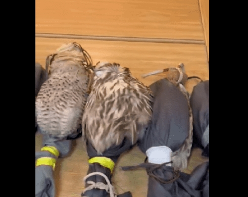 الاردن .. احباط تهريب 21 صقر من الطيور الجارحة بخزان وقود مركبة