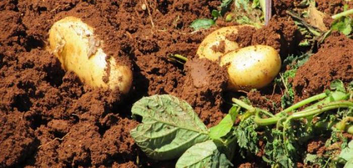 تحذير من احتمالية انعدام محصول البطاطا بالأردن بسبب اللفحة