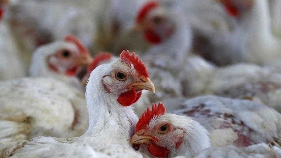 إنتاج 850 ألف دجاجة يوميا في الاردن برمضان
