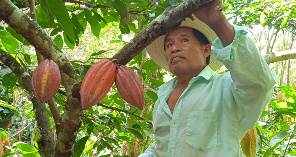 مزارعو الكاكاو بأمريكا اللاتينية يسارعون الخطى للاستفادة من قفزات الأسعار