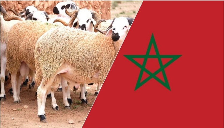 جدل كبير حول مطلب إلغاء عيد الأضحى في المغرب