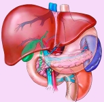 تؤدي إلى أمراض خطيرة.. أسباب «دهون الكبد» وطرق العلاج الطبيعية والطبية