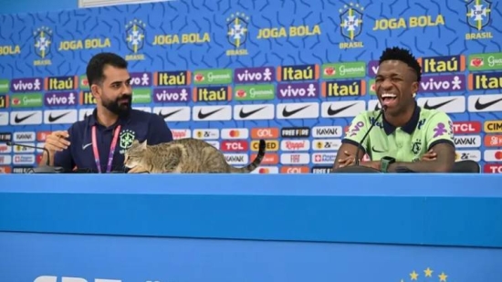 ما علاقة القطة بانهيار منتخب البرازيل؟