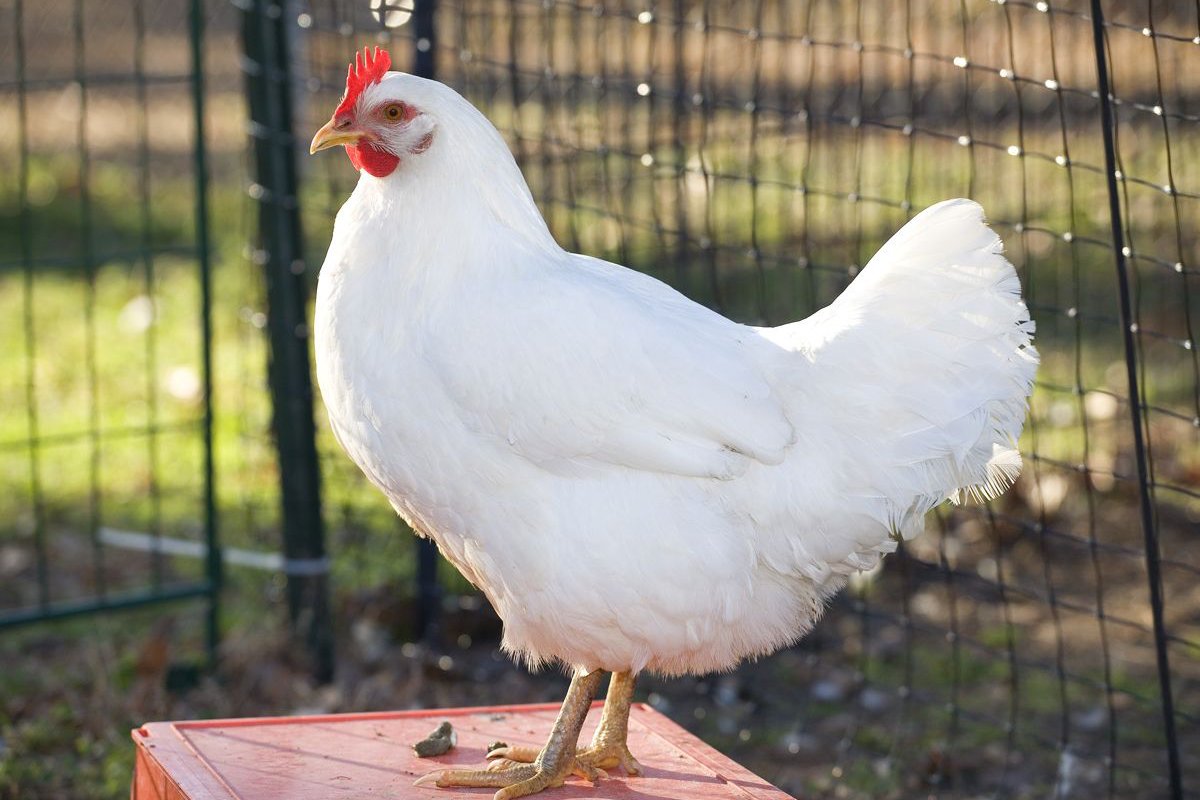 الدجاج يرفرف باسعاره مجددا والوزارة سنتدخل بالوقت المناسب