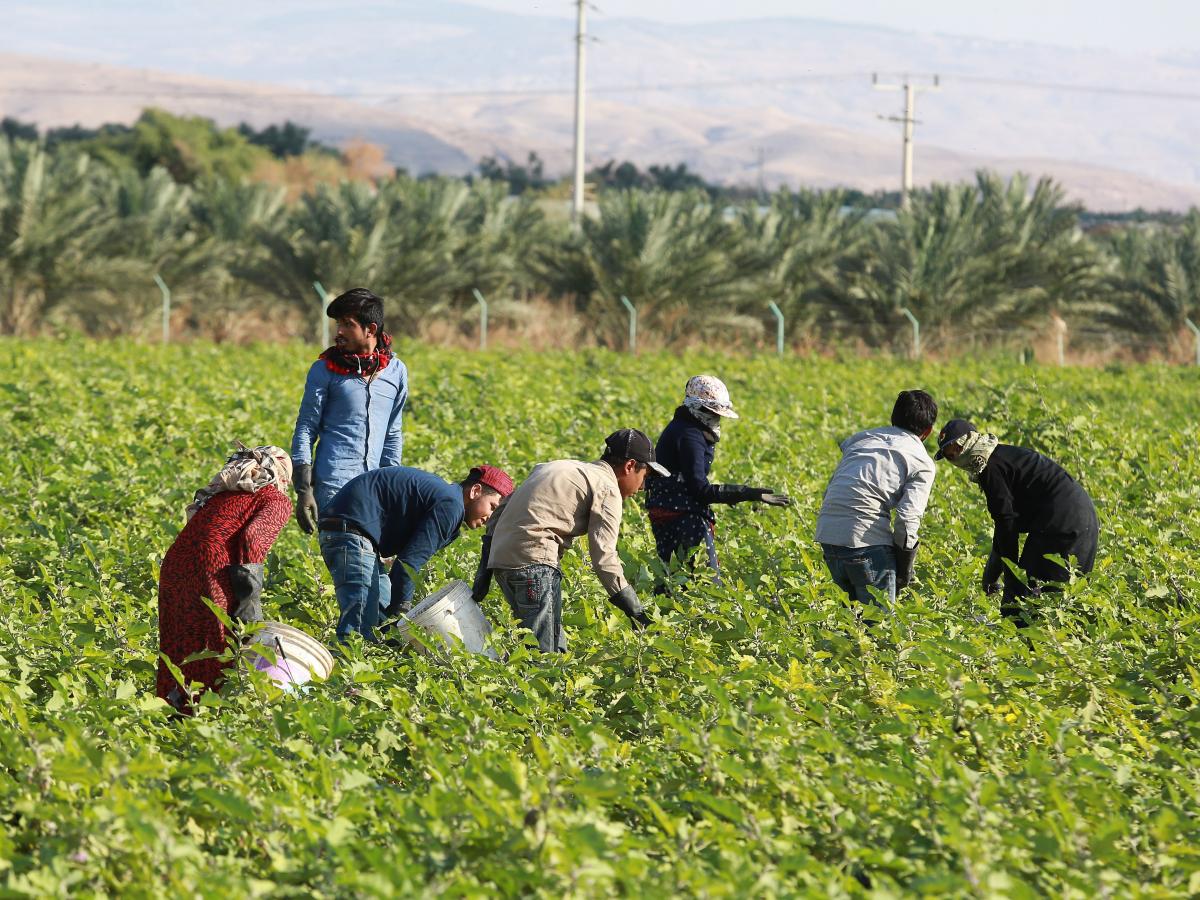 ارتفاع عدد العمالة الزراعية المشمولة بالضمان الاجتماعي إلى 18761 عامل وعاملة