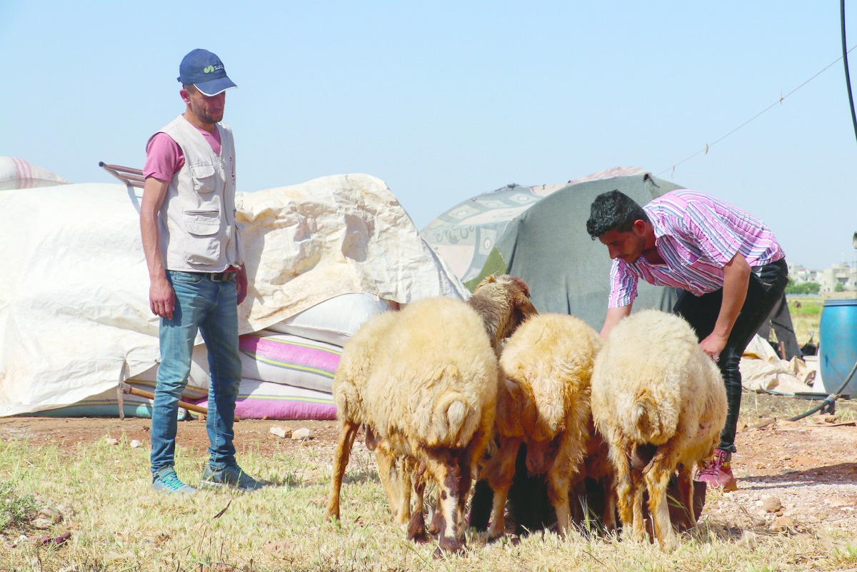الكواليت: المراعي تعاني من جفاف وكمية الأعلاف المصروفة غير كافية وظروف صعبة يعيشها مربو الماشية