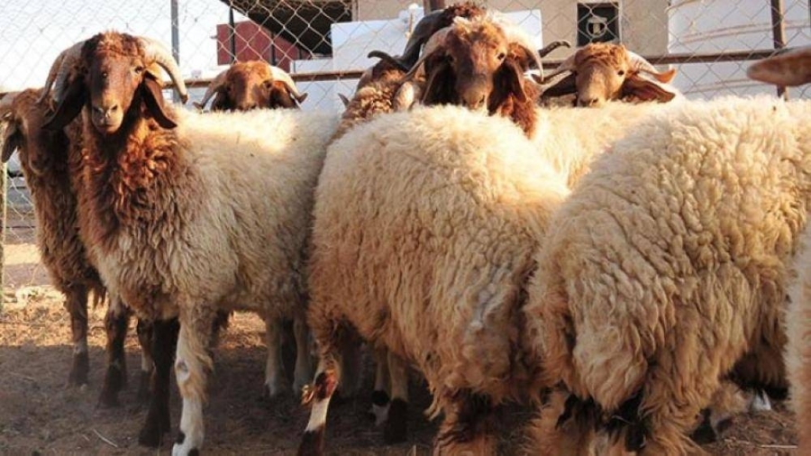 تصدير 46 ألف رأس من الخراف إلى الأسواق الخليجية