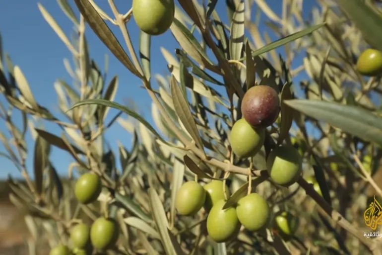 الزراعة تدعو المزارعين لحماية أشجارهم من مرض سل الزيتون