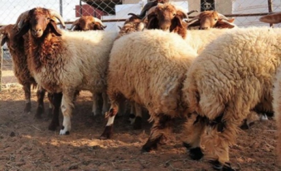 الكواليت: لن يكون هناك انخفاضاً على أسعار اللحوم قبل انتهاء رمضان .. تفاصيل