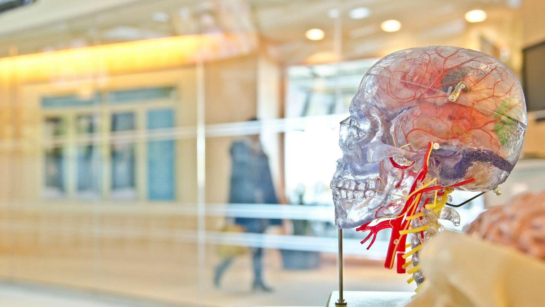 علماء يحددون فرقا جوهريا بين الدماغ البشري وأدمغة القرود