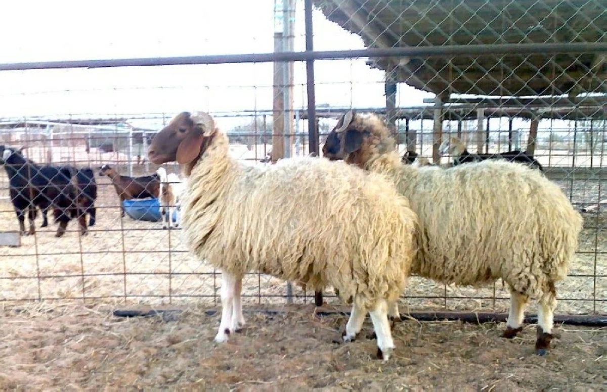 قصابون: أسعار الأضاحي تتراوح بين 250 و300 دينار