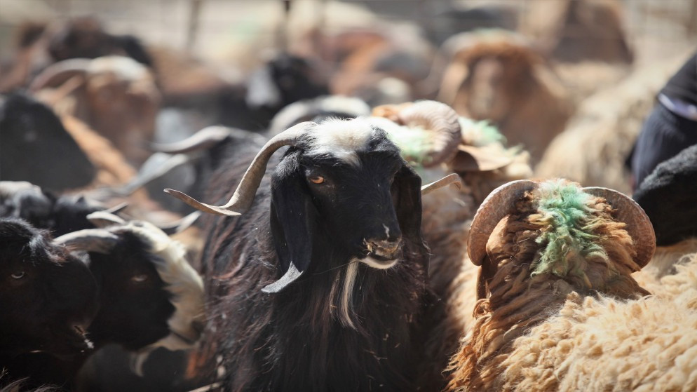 هذا هو عدد الخراف المعدة لعيد الأضحى