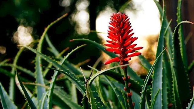 عشبة الخلود تقلل الكوليسترول وتحارب الأمراض..