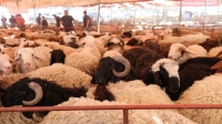 ارتفاع الطلب على الأضاحي البلدية لهذا السبب