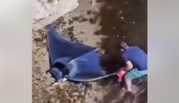 فيديو لسمكة الشيطان تطفو على شاطئ جزائري.. إليك سرها
