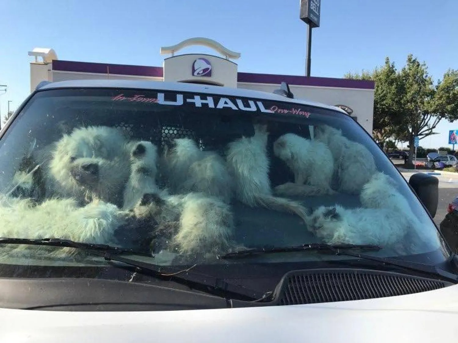 ألقت السلطات الأميركية القبض على سيدة بعد العثور معها على 134 قطة بشاحنة مستأجرة نفقت منها 28 قطة بسبب الإهمال وسوء التغذية