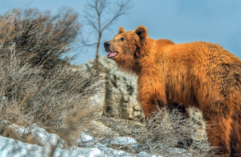 العراق.. راعٍ يصارع دبا بريا في جبال كاني ماصي وينجو بإصابات خطيرة