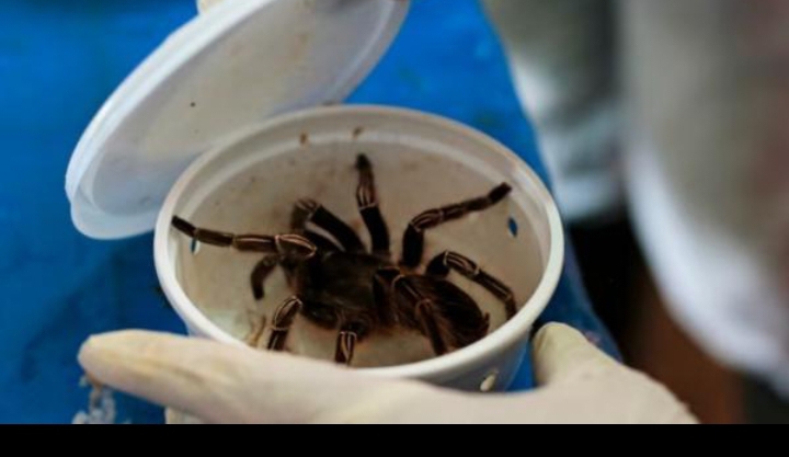 ضبط شحنة بسكويت تحوي 1500 عنكبوت سام في مطار ألماني