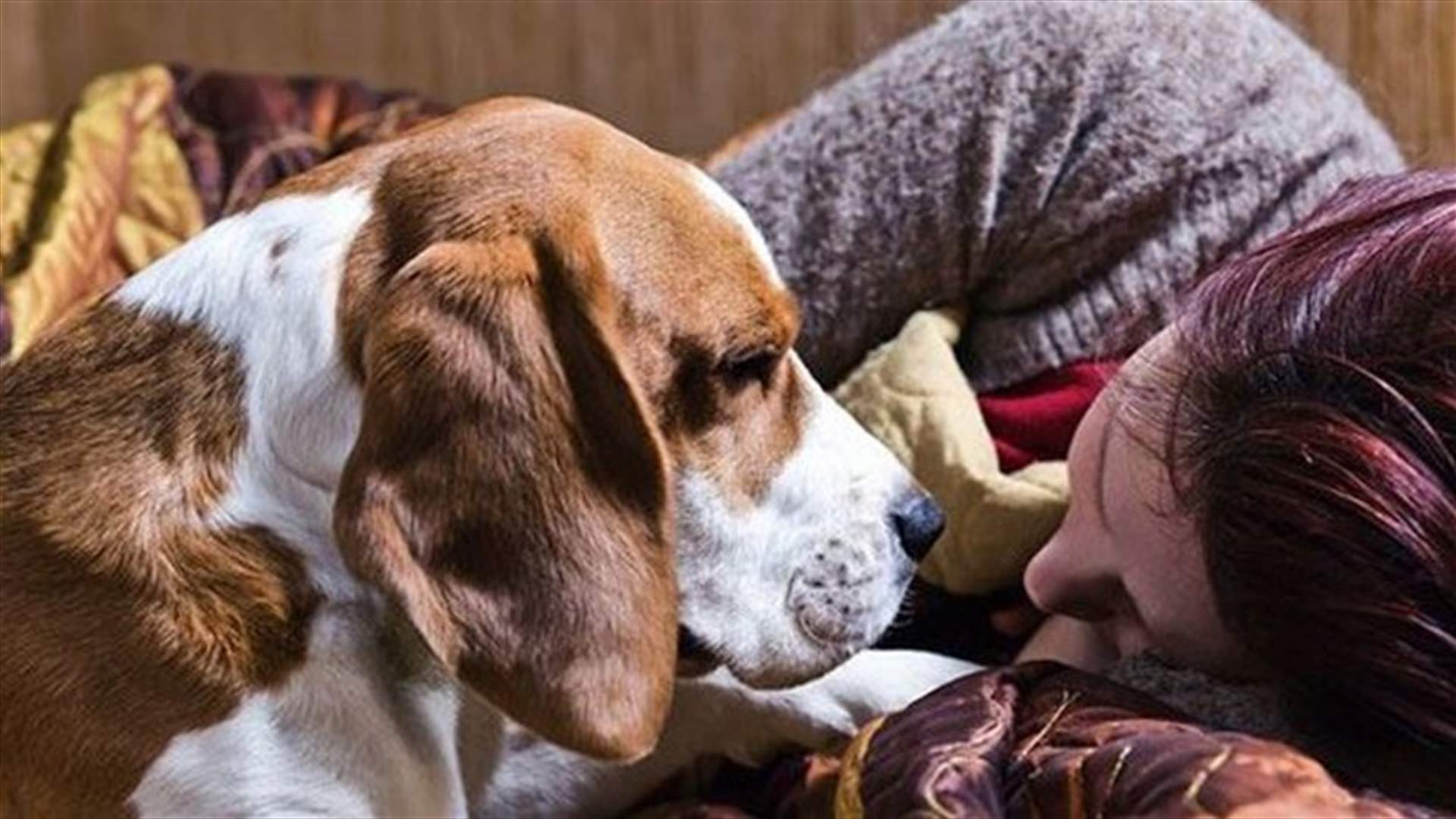 مركز أبحاث بلندن يستخدم الذكاء الاصطناعي لفهم لغة الحيوانات