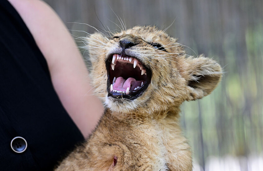 خدمات غير مألوفة يقدمها مطعم صيني تثير عاصفة من الجدل!