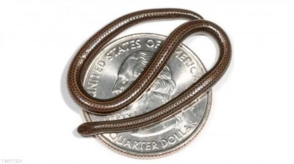 بعد 20 عاما .. رصد أصغر أفعى في العالم مجددا في بربادوس