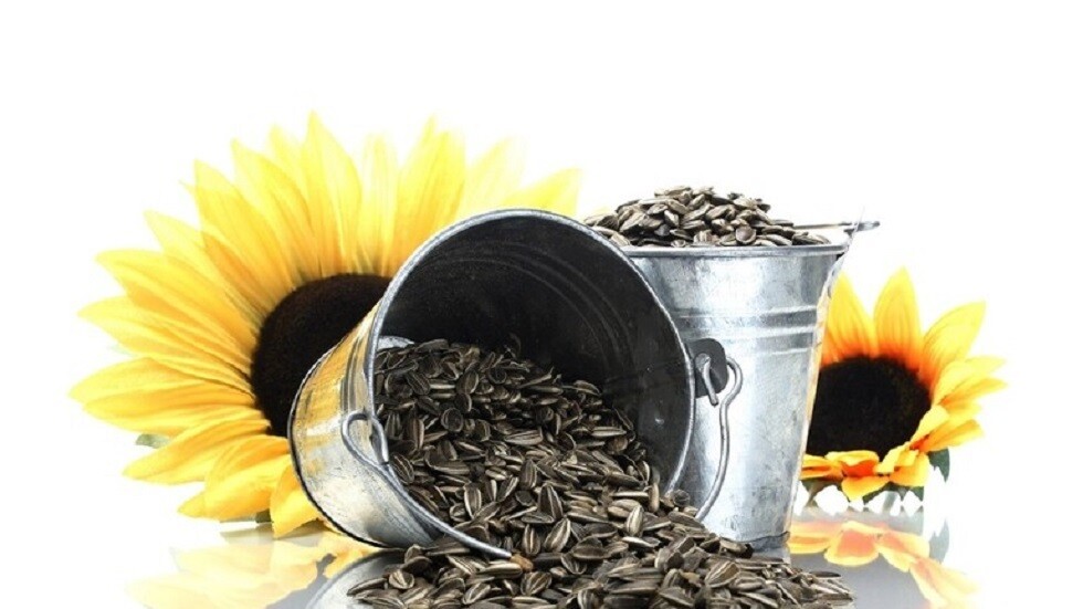 أضرار (البزر) على صحة الجسم عالية