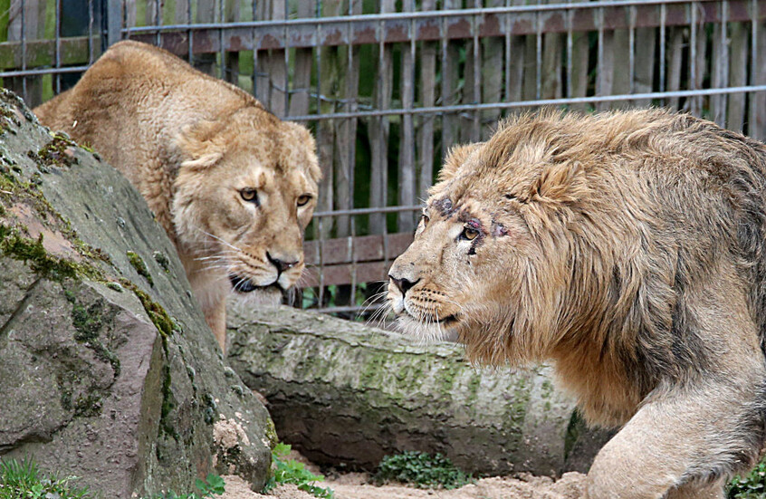 حديقة حيوان دنماركية تدعو للتبرع بحيوانات أليفة لإطعام نزلائها