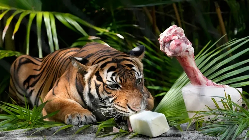 حديقة حيوان تدعو للتبرع بحيوانات أليفة لإطعام حيواناتها المفترسة