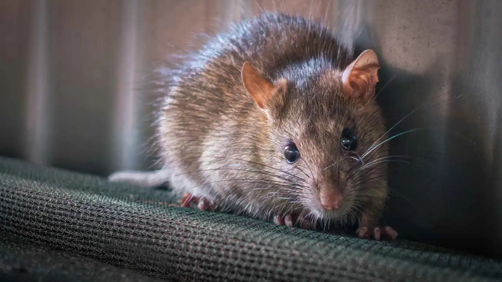 فأر بحجم قطة يُرعب سكان مدينة بريطانية (صور)