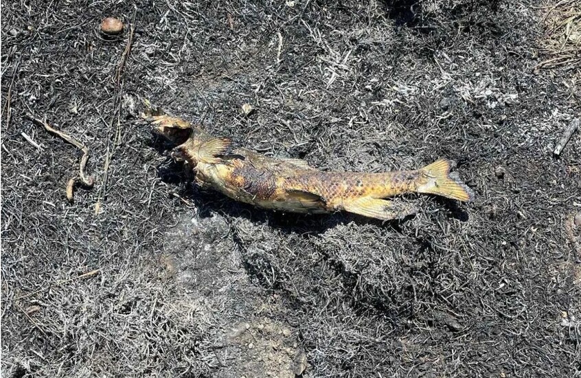 سمكة تسقط من السماء تسبب حريقا في كندا