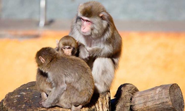 في المانيا.. حديقة حيوانات تقتل قرود بابون لضيق المساحة