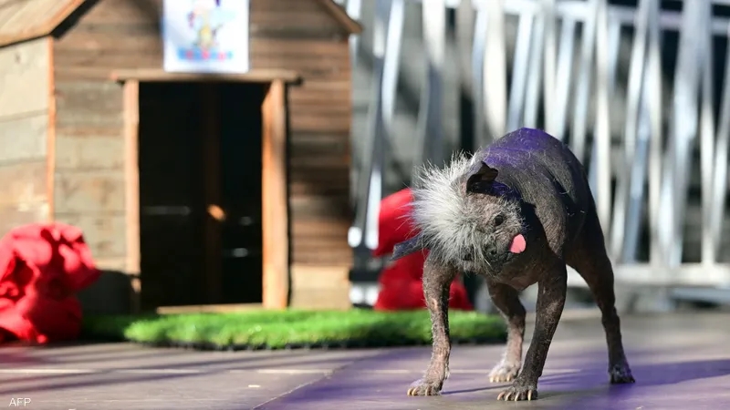 بتونيا تفوز بلقب أقبح كلب في العالم لعام 2025